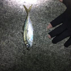 アジングのはずが