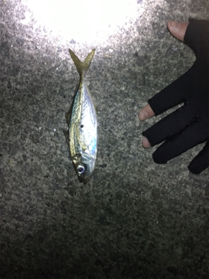 アジングのはずが