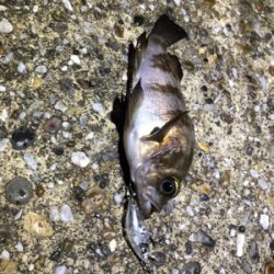 雨のライトゲーム