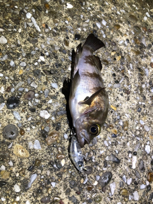 雨のライトゲーム