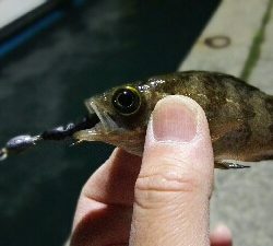 2019年3月24日in岐志漁港