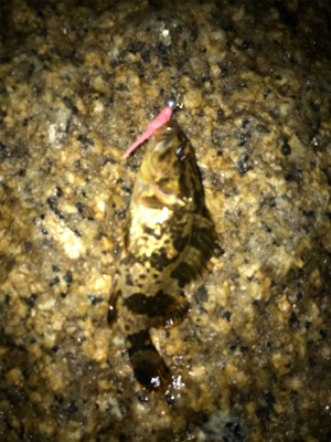 寒い中、3種目GET (^^)