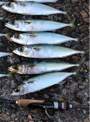 サバサバサバサバサバゲー