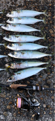 サバサバサバサバサバゲー