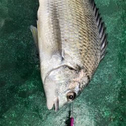 簡単!カセのキビレ