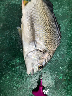 簡単！カセのキビレ