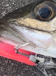 シーバス!船際リベンジ!