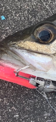 シーバス!船際リベンジ!