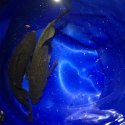 釣れるまで粘ってみる