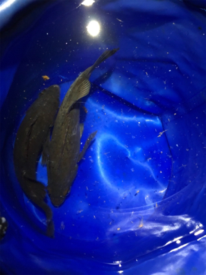 釣れるまで粘ってみる