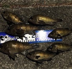 春告メバルに会えました