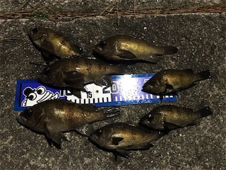 春告メバルに会えました