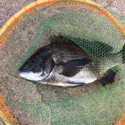 これから本調子??