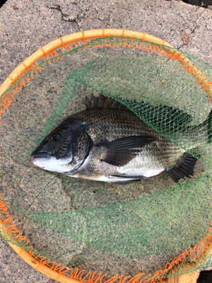 これから本調子??