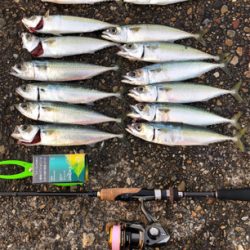 短時間サバサバサバっ！