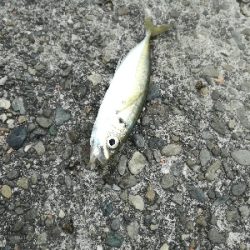 アジはあまり回遊なし