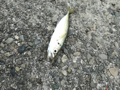 アジはあまり回遊なし