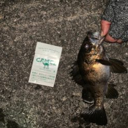 一年ぶりのサイズ!