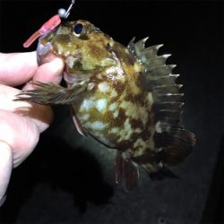 漁港でライトゲーム