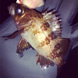 悪条件の中のメバリング