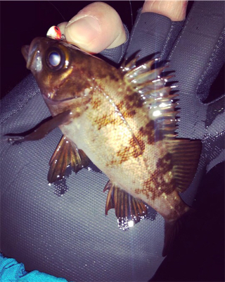 悪条件の中のメバリング