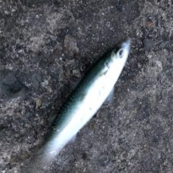 超爆風夕マズメライトゲーム