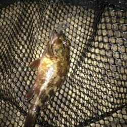 安定のガシリング(^^)