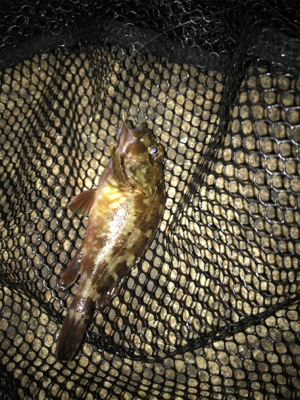 安定のガシリング(^^)