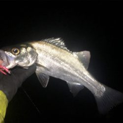 爆!? 泉南メバリング