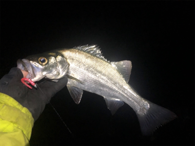 爆!? 泉南メバリング