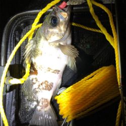 こましなメバル