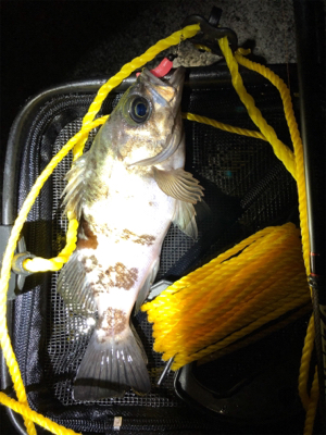 こましなメバル