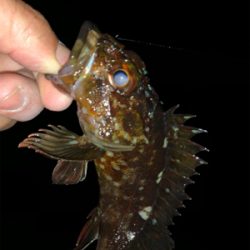 干潮遠投メバリング