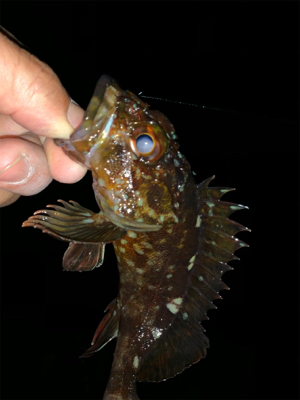 干潮遠投メバリング