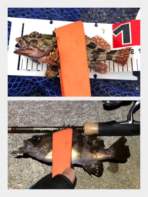 メバリング絶好調！