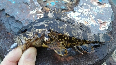 2019年3月28日釣行in御笠川河口