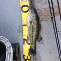 早春のバスフィッシング