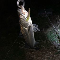 デイ&ナイトで1日フル釣行