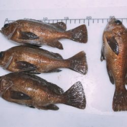 3歳初メバル！！