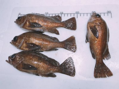 3歳初メバル！！