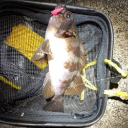 メバルの活性上向き?!