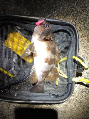 メバルの活性上向き?!