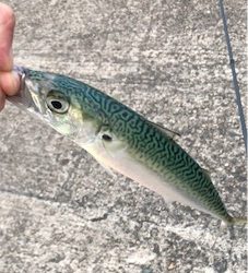 サバサバしたサバ