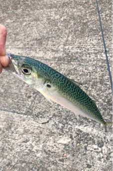 サバサバしたサバ