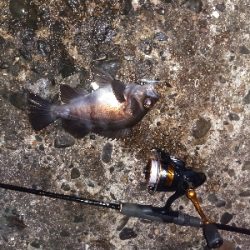 須磨で良型メバル連発祭り!!