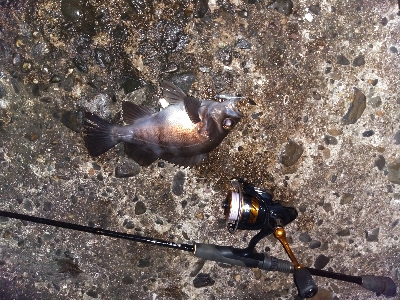 須磨で良型メバル連発祭り!!