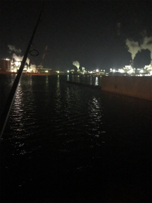 やっぱりミニガシラのみσ(^_^;)