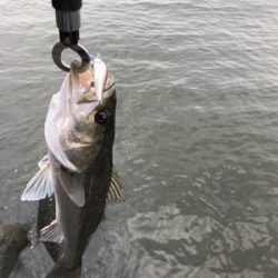 ベイトデイゲーム!