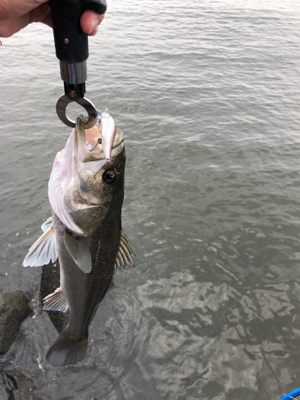 ベイトデイゲーム!