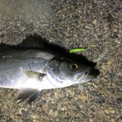 場所替えアジング